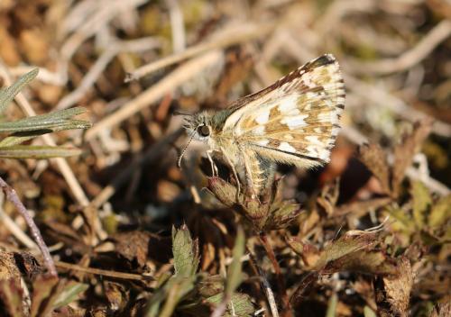 Pyrgus sp.